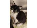 Adopt Knoxville a Domestic Short Hair