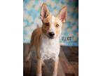 Adopt Elliot a Australian Cattle Dog / Blue Heeler