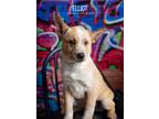 Adopt Elliot a Australian Cattle Dog / Blue Heeler