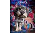 Adopt Big Head Todd a Schnauzer