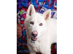 Adopt Benji a Husky