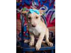 Adopt Ezelle a Australian Cattle Dog / Blue Heeler
