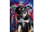 Adopt Elijah a Australian Cattle Dog / Blue Heeler