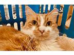Tilly Maine Coon Adult Female