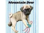 Adopt Mountain Dew a Pug