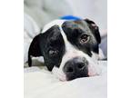 Oreo the Cuddle Buddy American Pit Bull Terrier Adult Male