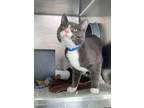 Chase Domestic Shorthair Adult Male