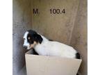 Adopt Alfie 24-04-050 a Australian Cattle Dog / Blue Heeler