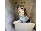 Adopt Mr Personality 24-04-050 a Australian Cattle Dog / Blue Heeler