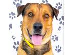Adopt Link a Rottweiler, German Shepherd Dog
