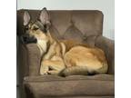 Adopt Tabasco (Shepherd Trio) a German Shepherd Dog