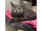 Adopt Thunder a Domestic Short Hair