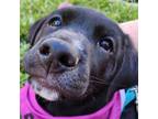 Adopt Cabo a Black Labrador Retriever, Mixed Breed