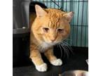 Adopt HH46 Paddy Paws a Domestic Short Hair
