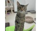 Adopt Chikilin a American Shorthair