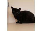 Adopt Canyon a Domestic Short Hair