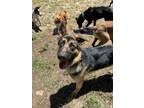 Adopt Jackson a German Shepherd Dog