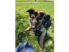 Adopt Jackson a German Shepherd Dog