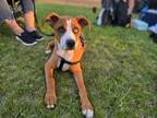 Adopt Binx a Boxer, Husky