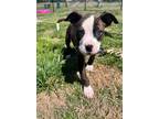 Adopt Luke a Pit Bull Terrier, Mixed Breed