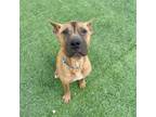 Adopt Rusty a Mixed Breed