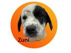 Adopt Zuni a Mixed Breed