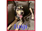 Adopt Luigi a Mixed Breed