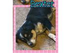 Adopt Dexter a Australian Cattle Dog / Blue Heeler, Great Pyrenees