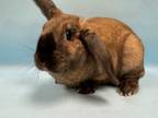 Adopt Miso a Holland Lop