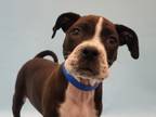 Adopt Walta a Pit Bull Terrier, Mixed Breed