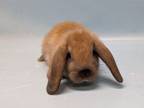 Adopt Rory a Holland Lop, Bunny Rabbit