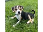 Adopt Bunt a Beagle, Mixed Breed