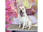 Adopt Aspen a Yellow Labrador Retriever