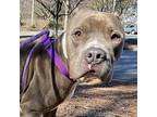 Thriller American Staffordshire Terrier Adult Male