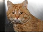 Doug (Neutered) Domestic Shorthair Adult Male