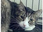 Adopt Oyster a Domestic Short Hair