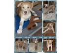 Adopt KEANU a Labrador Retriever