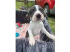 Adopt Chicory a Mixed Breed