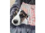 Adopt Chive a Jack Russell Terrier