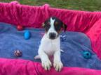 Adopt Johnny a Jack Russell Terrier