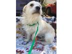 Adopt Alfred a West Highland White Terrier / Westie