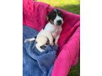 Adopt Joey a Jack Russell Terrier