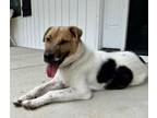 Adopt Winslow a Smooth Collie, Australian Shepherd