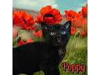 Poppy Domestic Shorthair Kitten Female