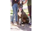 Adopt Sam Ark the cat friendly BOY a Pit Bull Terrier, German Shepherd Dog