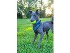 Adopt Axel Safari a Doberman Pinscher, Greyhound