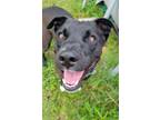 Adopt Prince Ark a Black Labrador Retriever, Pit Bull Terrier