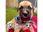 Adopt Bastian Balbina a Black Mouth Cur, Boxer