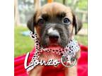 Adopt Lonzo Balbina a Black Mouth Cur, Boxer