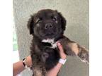 Adopt Puppy 3 a Mixed Breed